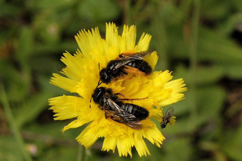 e dopo pranzo... un sonnellino!